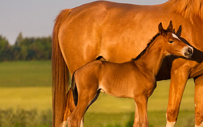 Farm & Equine