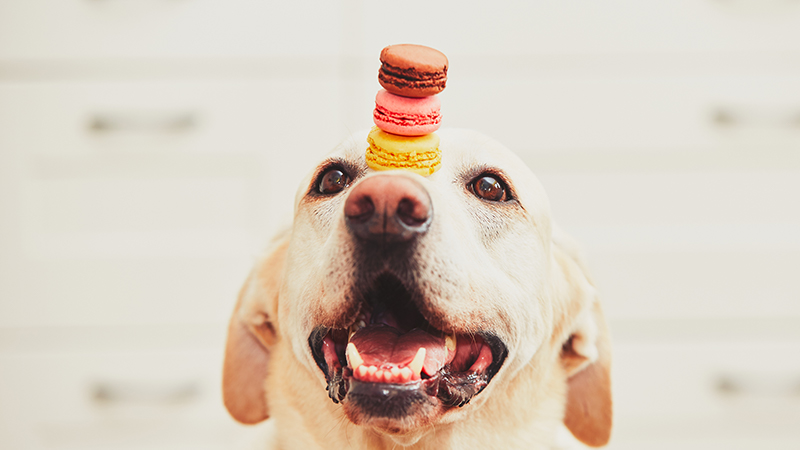 Yellow labrador balancing macarons on its nose